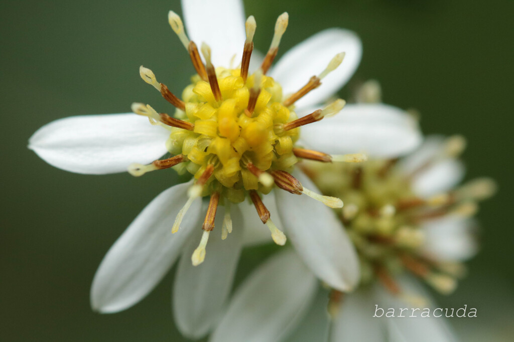 (蔵出し）3年前の
