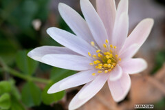 似たような花シリーズ④