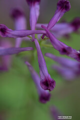 舞岡の名も知らない草花①