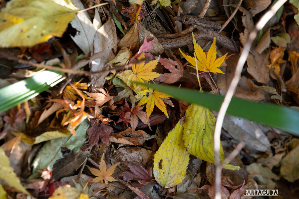 落ち葉シリーズ⑥