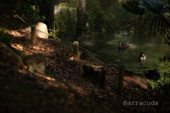 根岸森林公園シリーズ