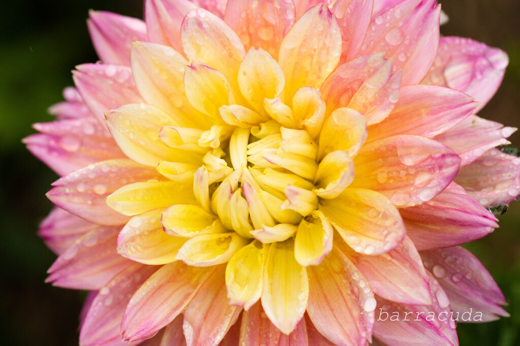 町田ダリア園シリーズ⑨