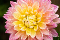 町田ダリア園シリーズ⑨