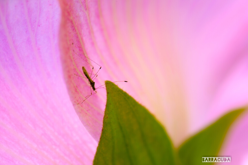 灼熱の小石川植物園⑥