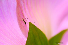 灼熱の小石川植物園⑥