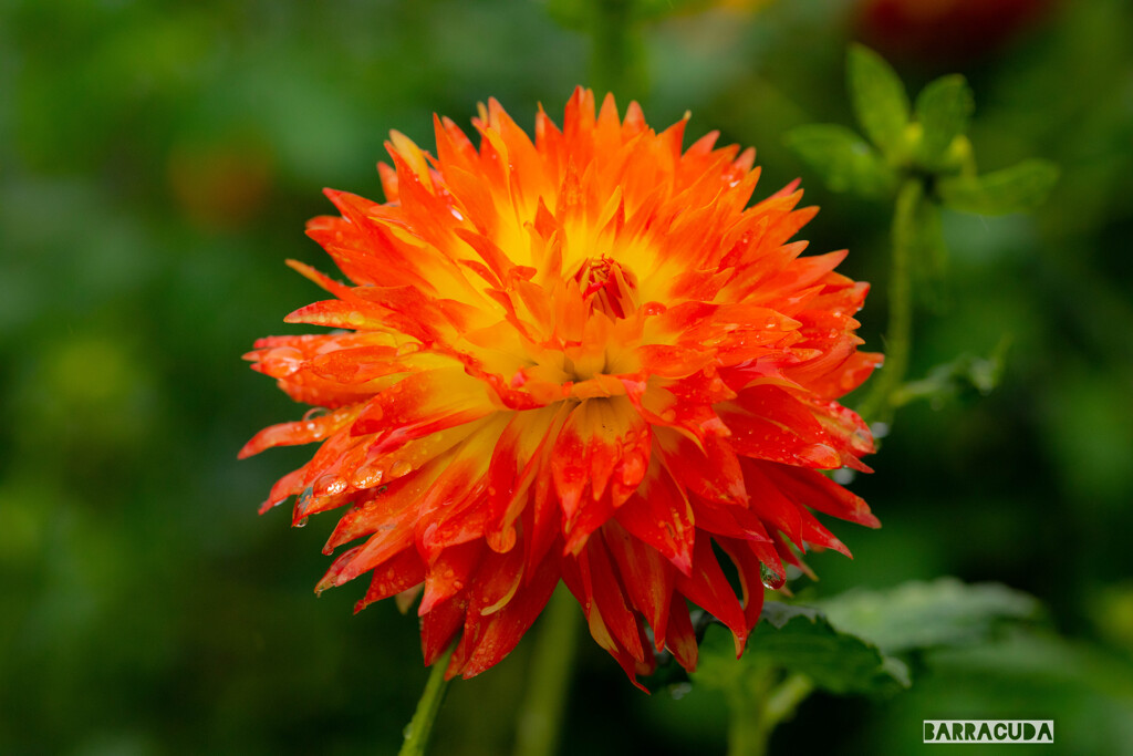 冬に見る夏のダリア①