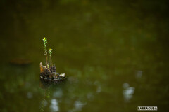 久良岐公園にて⑧
