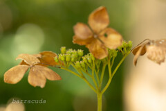 魅力的な葉っぱたち①