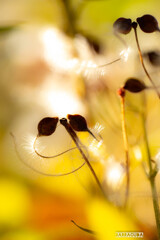 こども植物園草花シリーズ⑧　きわどい