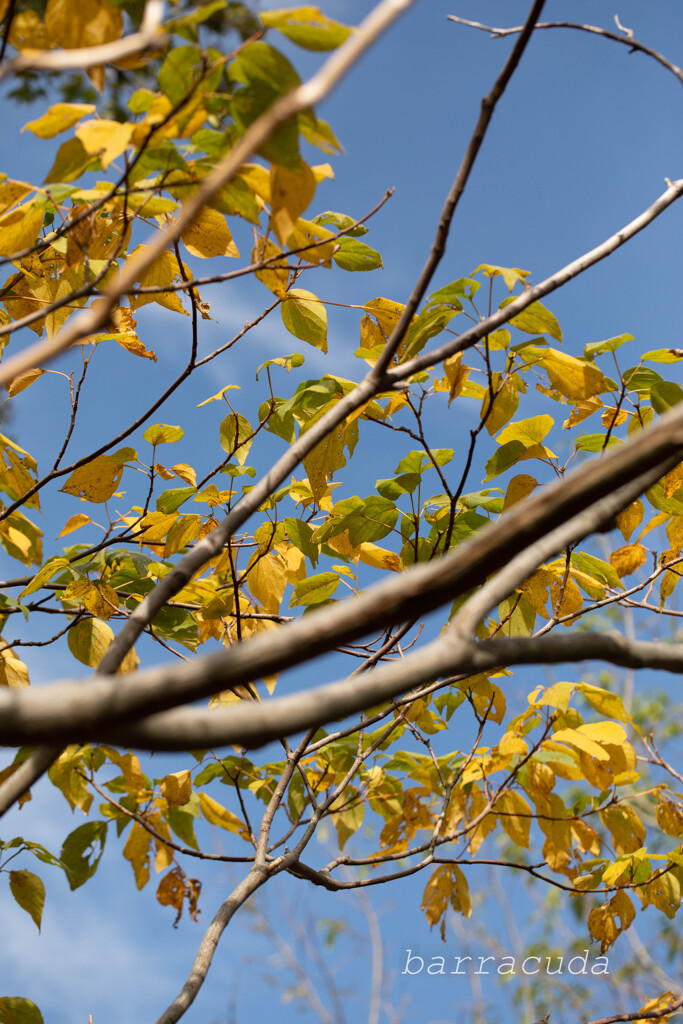 こども植物園で葉っぱの撮影①