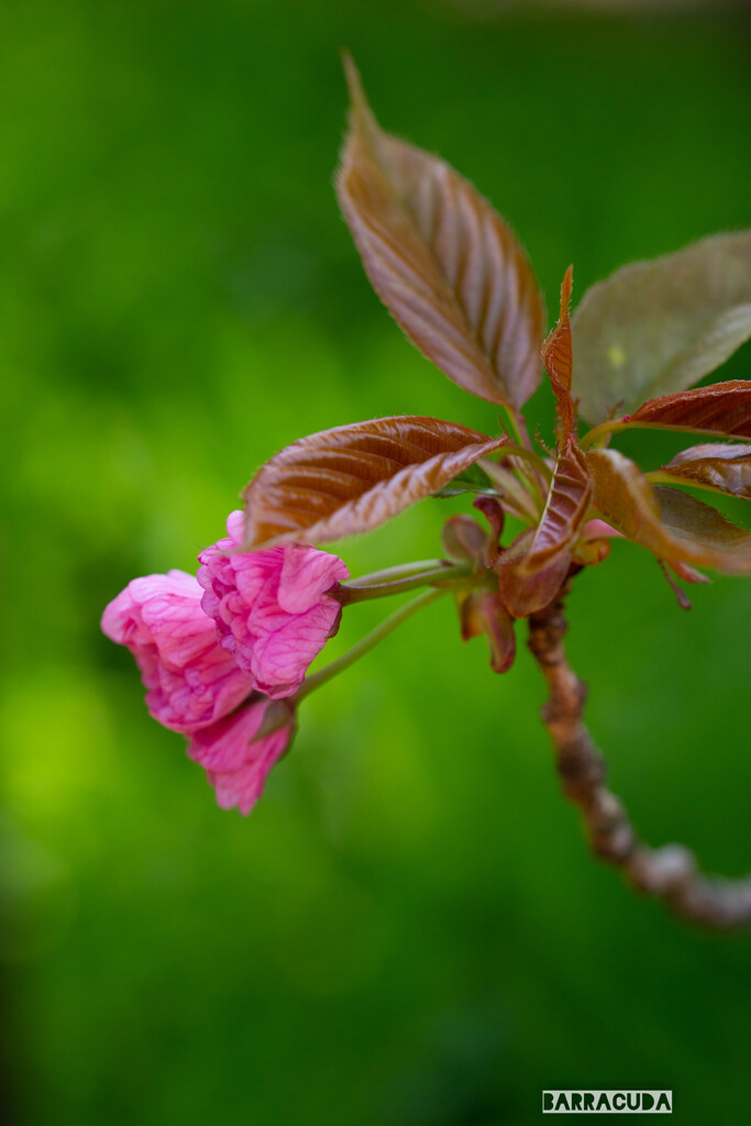 これから咲くの？
