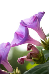 長久保公園にて④