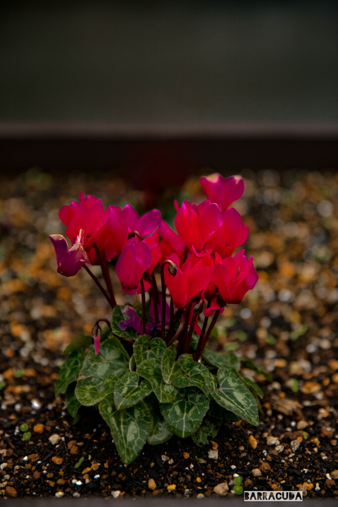 マンションのシクラメン