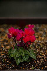 マンションのシクラメン