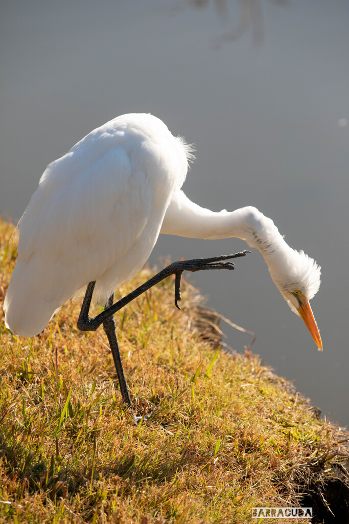 ダイサギ三種（三渓園・番外編）②