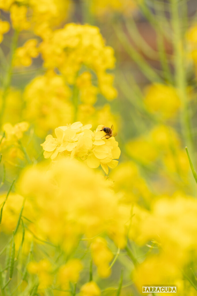 菜の花とハチ③