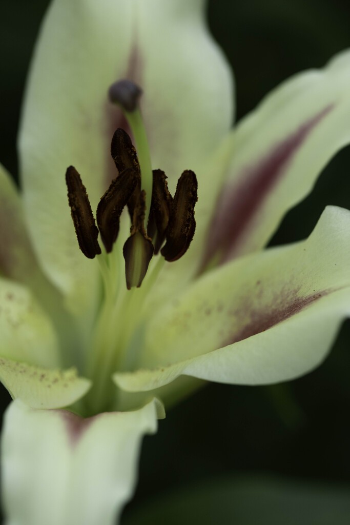 日比谷公園ユリの花観察日記⑥