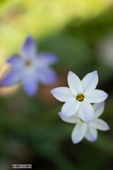 ハナニラシリーズ②