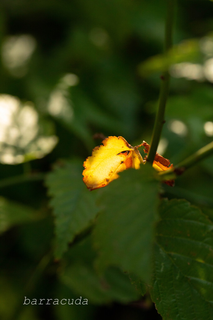 魅力的な葉っぱたち⑧