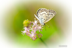 久しぶりのこども植物園で見つけた虫たち⑤