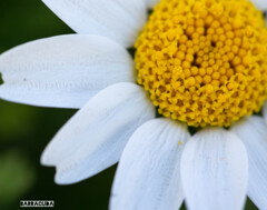 山下公園・港の見える丘公園の花シリーズ⑤