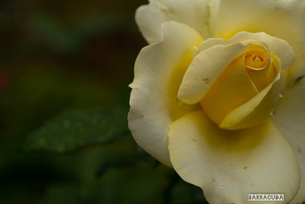 雨のこども植物園⑥