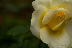 雨のこども植物園⑥