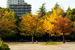 木場公園の秋