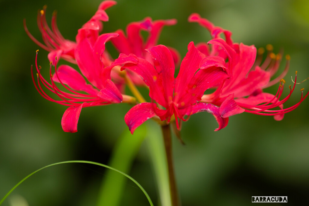 こども植物園の植物たち＆③