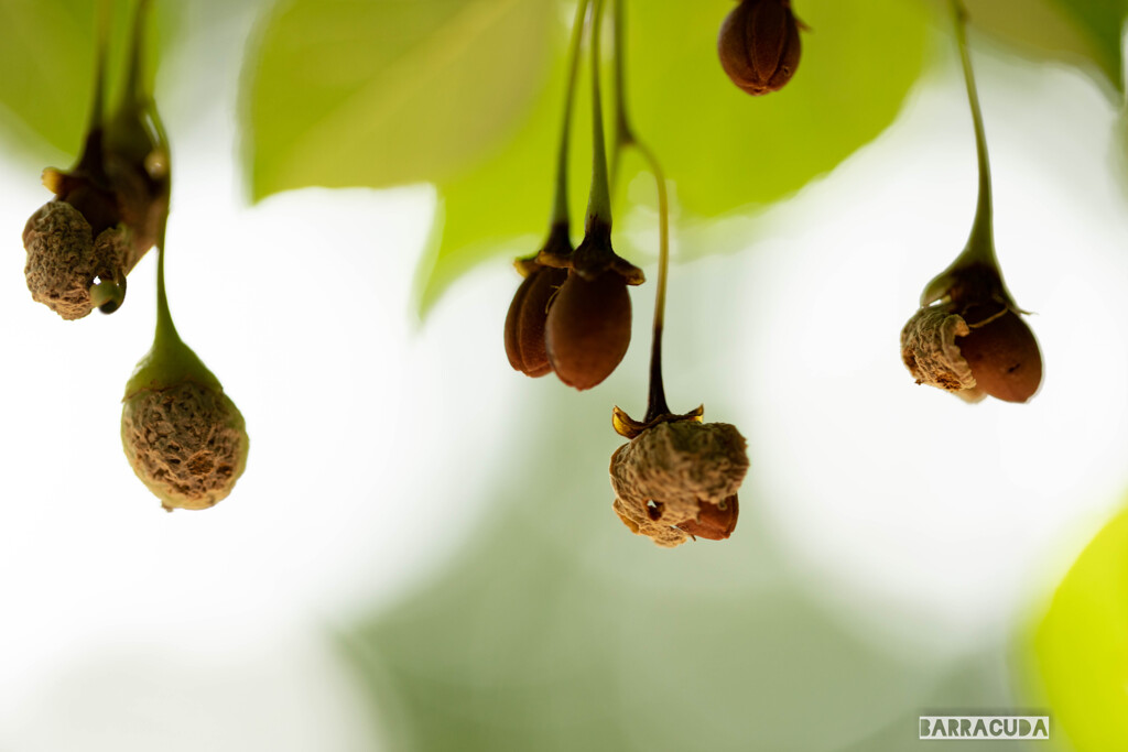 こども植物園の植物たち＆⑥