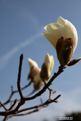 山手・元町・中華街の散策④