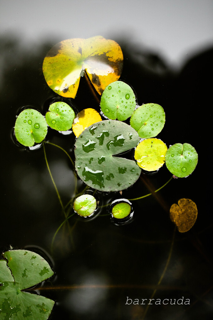 こども植物園の虫たち⑤