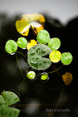 こども植物園の虫たち⑤
