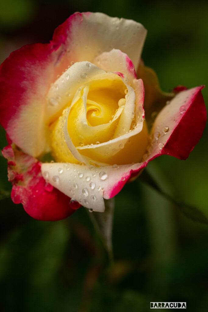 雨のこども植物園⑦