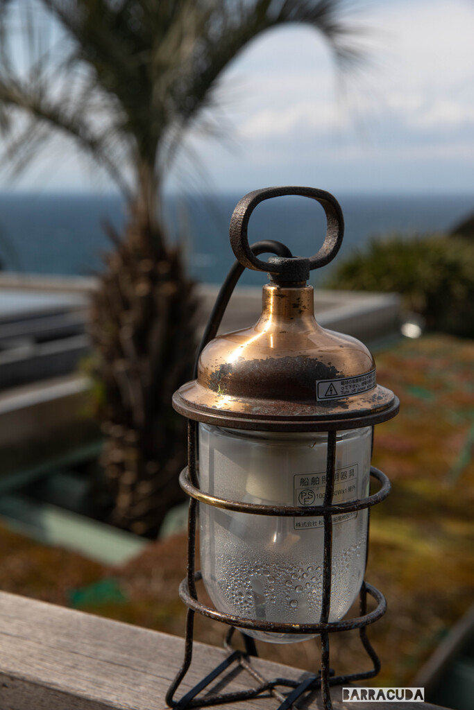 江の島の花シリーズ③