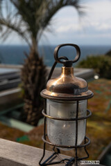 江の島の花シリーズ③