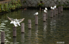 洗足池・カモメのけんか