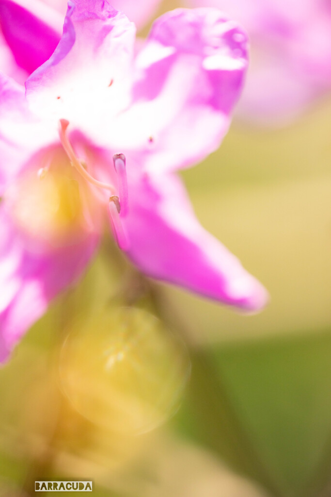 ハヤトミツバツツジⅠ