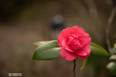 江の島の花シリーズ④
