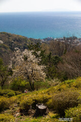 桜と湘南の海①