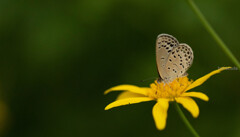 トリミングの妙⑦