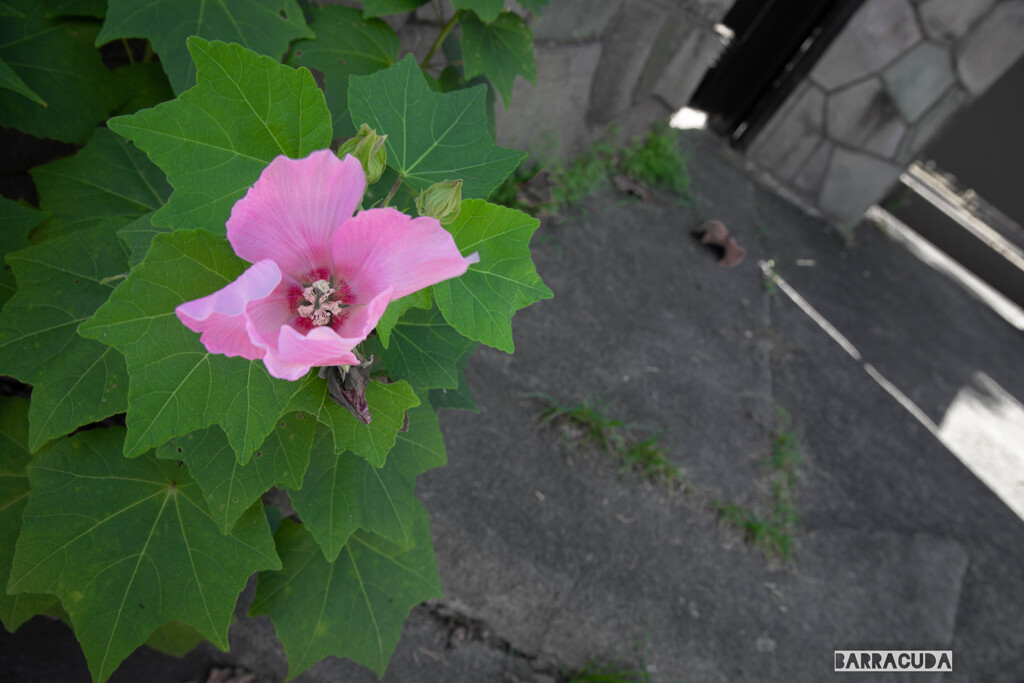 称名寺の帰りに