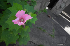 称名寺の帰りに