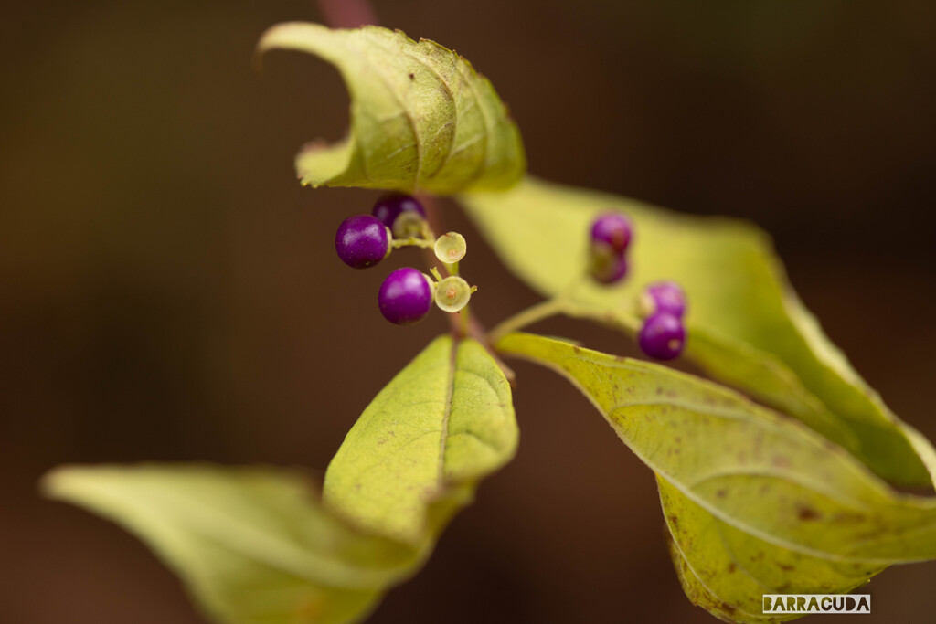 舞岡の秋の仲間⑦