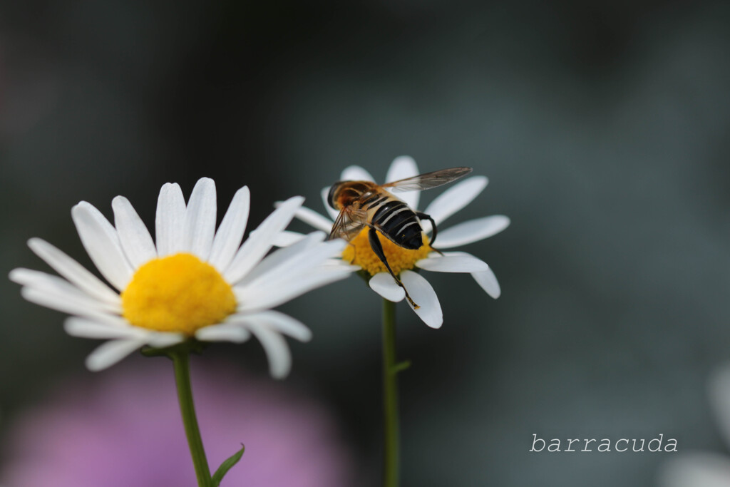 無視できない虫シリーズ①