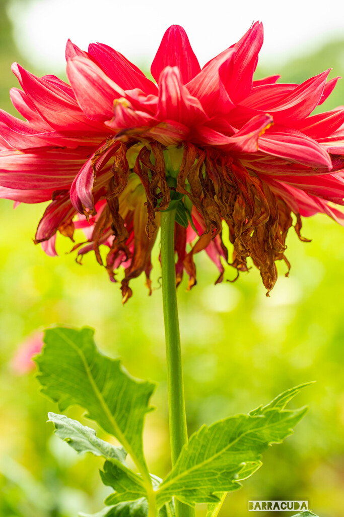 神代植物園・ダリア②