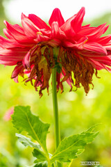 神代植物園・ダリア②