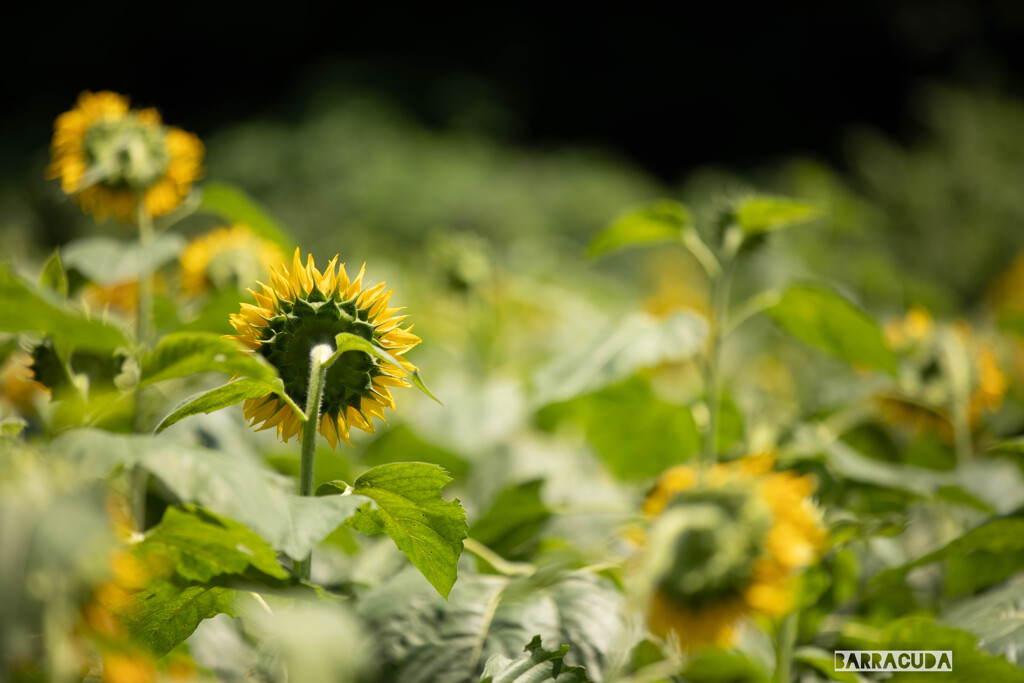 横浜のひまわり畑③