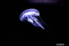 山形旅行『加茂水族館・クラゲ編』④