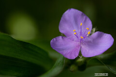 草花シリーズ⑤